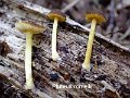 Pluteus romellii-amf1489-2
